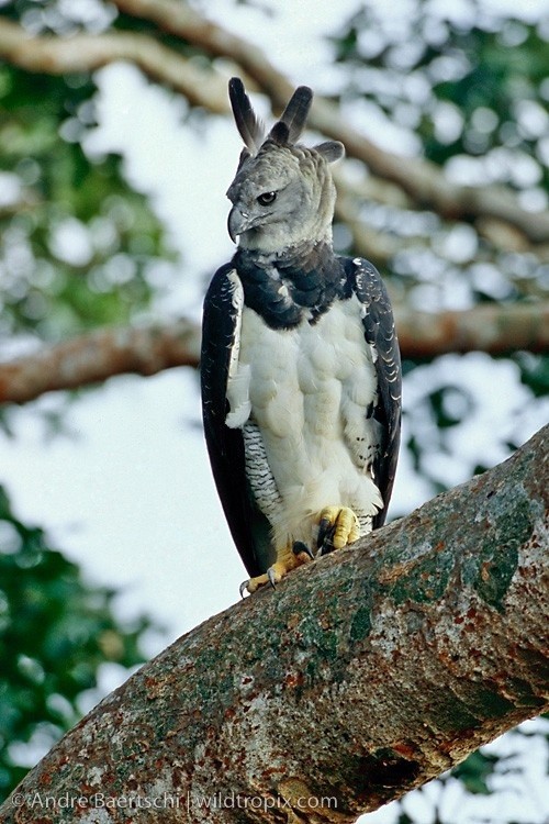 Photo:  harpy eagle